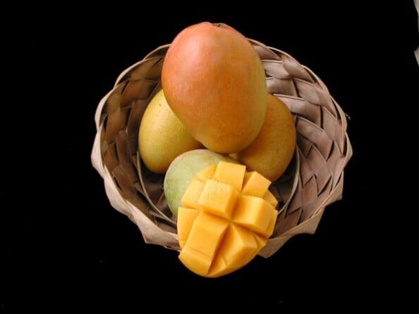 Glenn Mango Tree, Grafted Fruit Trees 100-Carlos Tropical Fruits