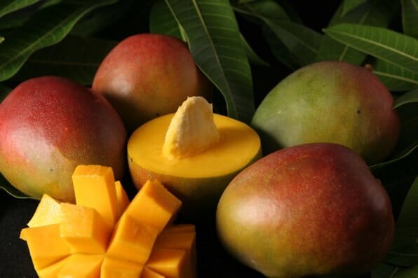 Tebow Mango Tree Grafted Fruit Trees 103-Pine Island Nursery
