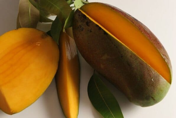 Lancetilla Dwarf Mango, Grafted Tree 103-Pine Island Nursery