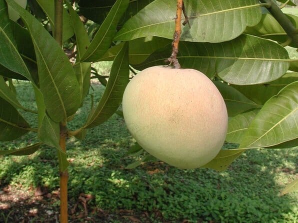 Tebow Mango Tree Grafted Fruit Trees 103-Pine Island Nursery