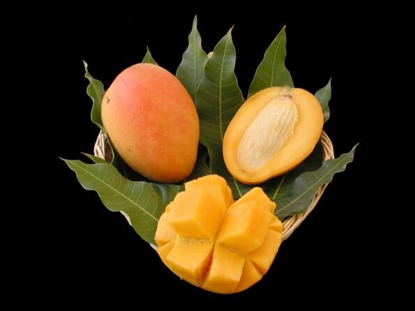 Edward Mango Tree, Grafted 102-Zill High Performance Plants