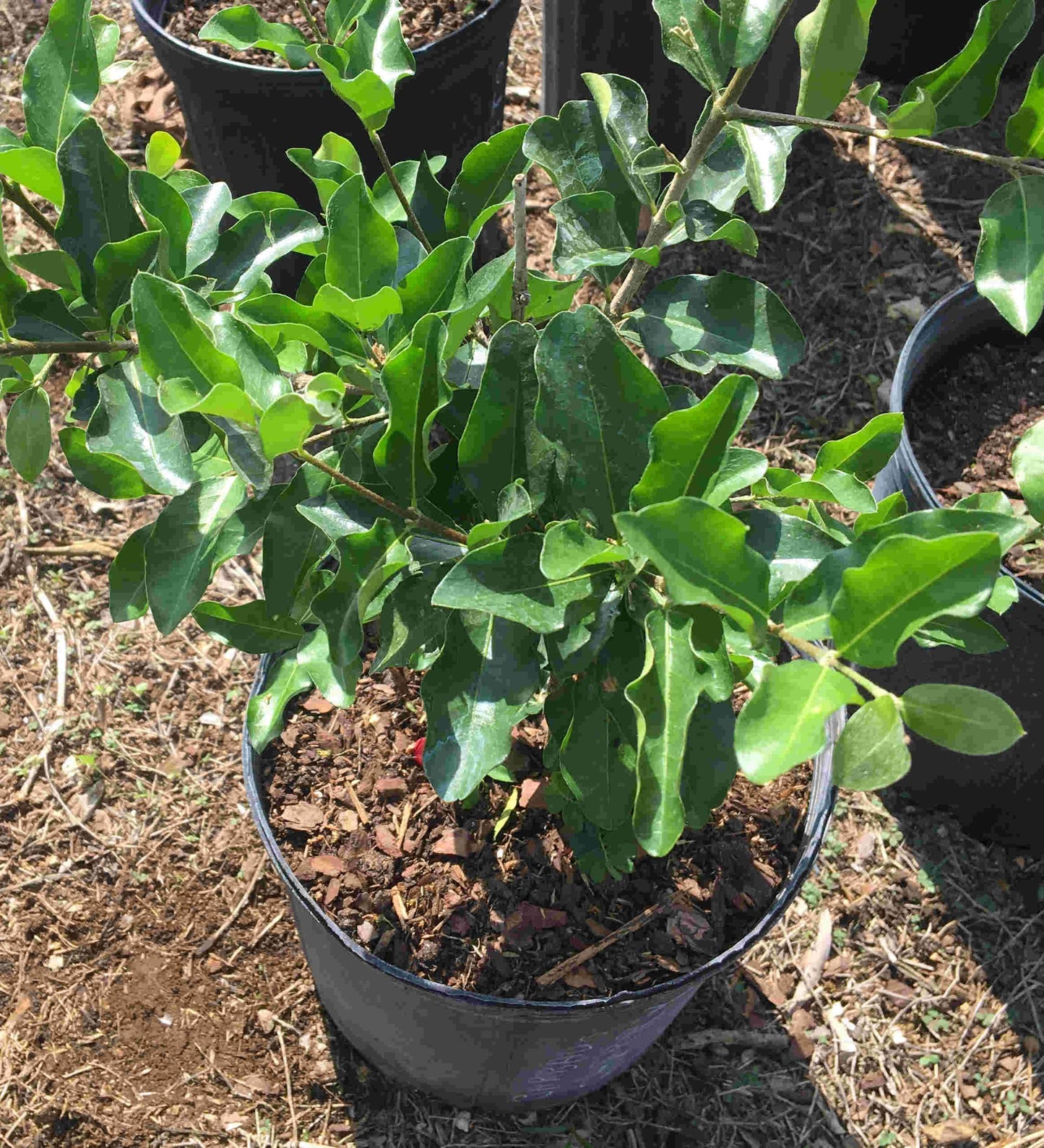 Barbados Cherry, Acerola, Guyana Cherry Tree, 3-gal Container from Florida Fruit Trees Everglades Farm