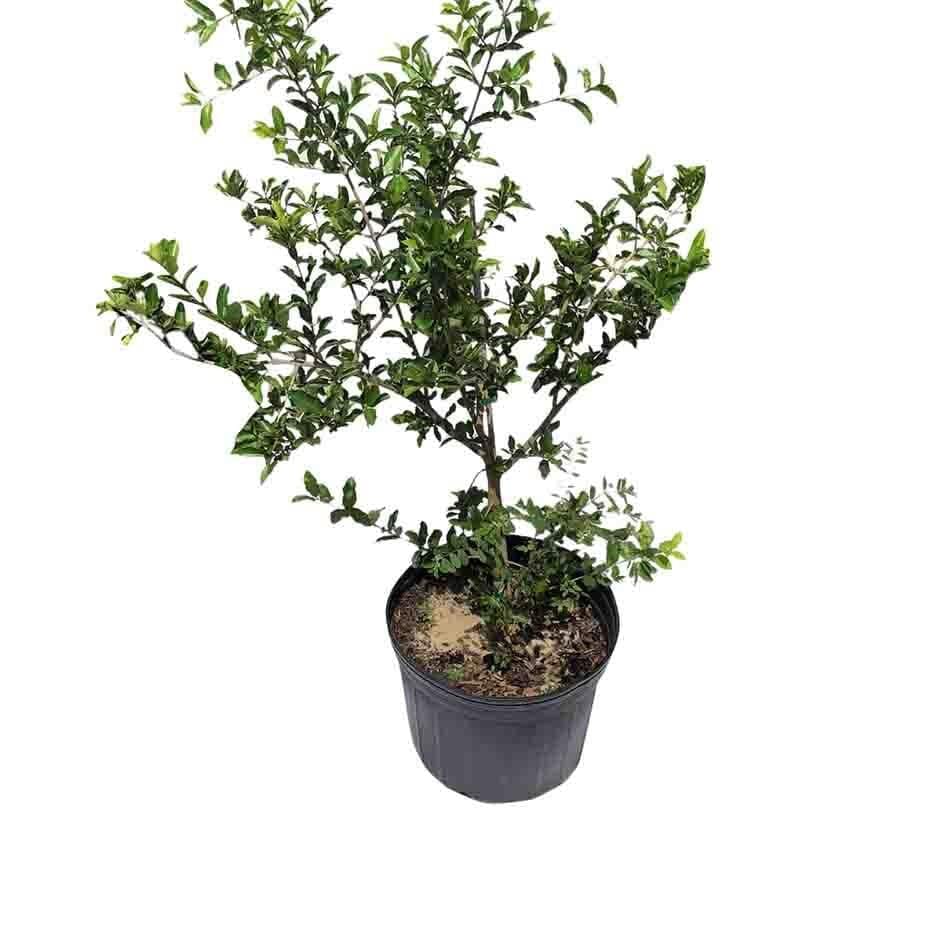 Barbados Cherry, Acerola, Guyana Cherry Tree Fruit Trees 100-Carlos Tropical Fruits