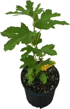 Dwarf Fig Tree "Beer's Black" 118-Agri-Starts Inc