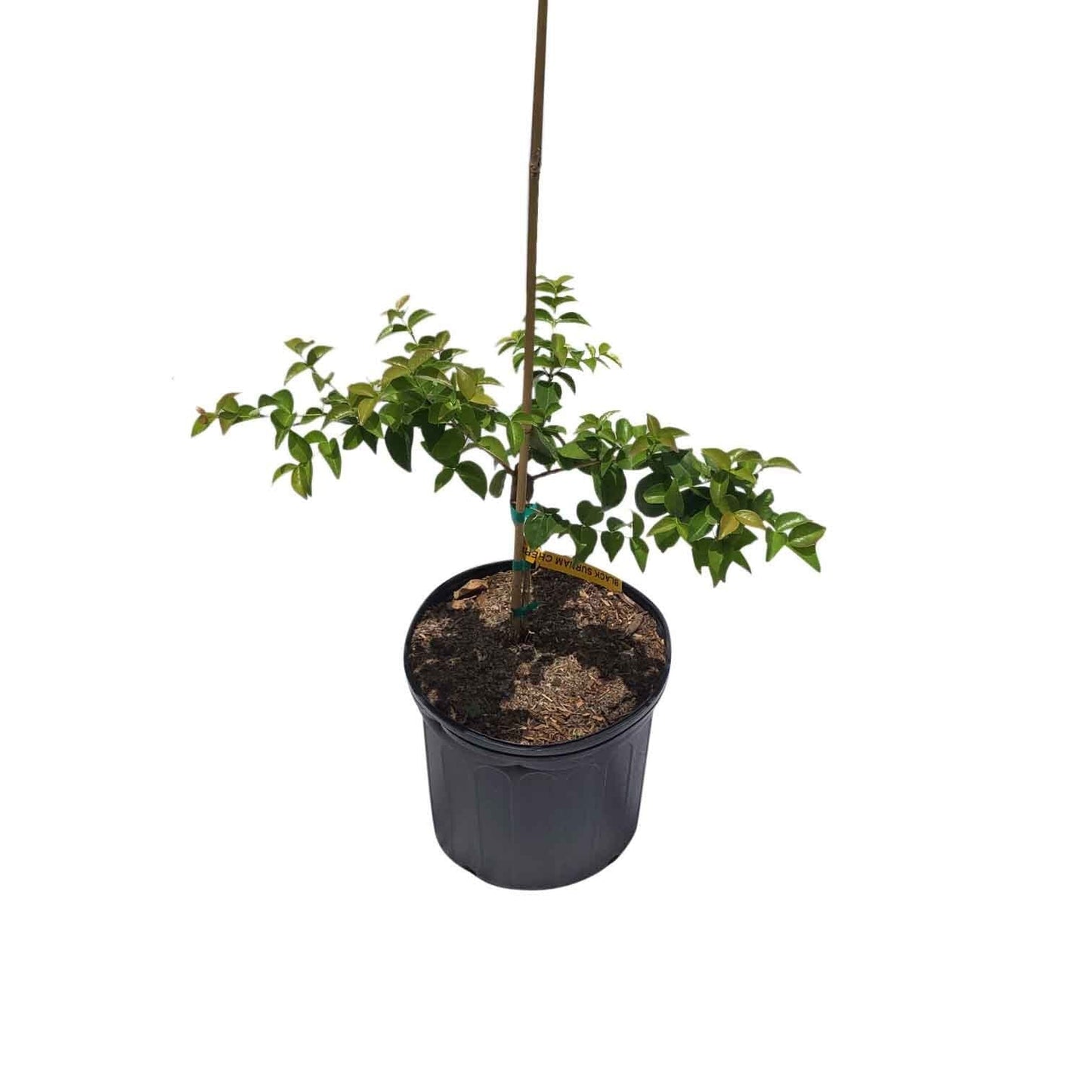 Star Cherry Surinam Cherry, Pitangatuba Tree Fruit Trees 102-Zill High Performance Plants