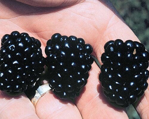 Apache Blackberry, Summer Bearing, Thornless, Plant 103-Pine Island Nursery