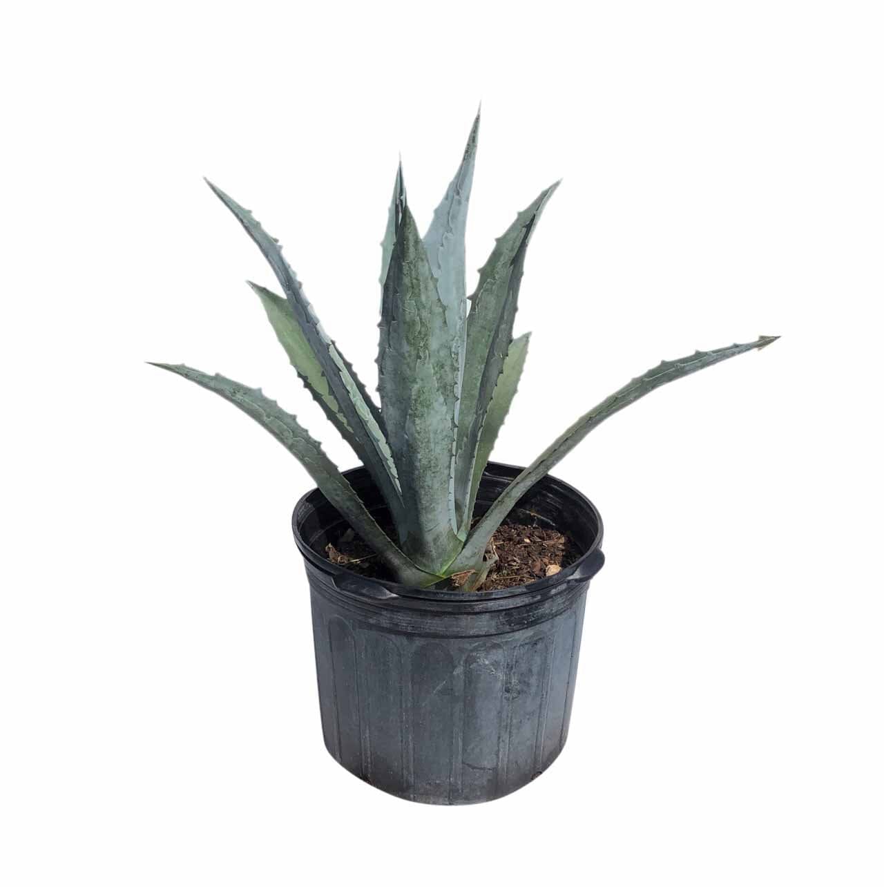 potted blue agave plant Blue Agave Maguey Plant