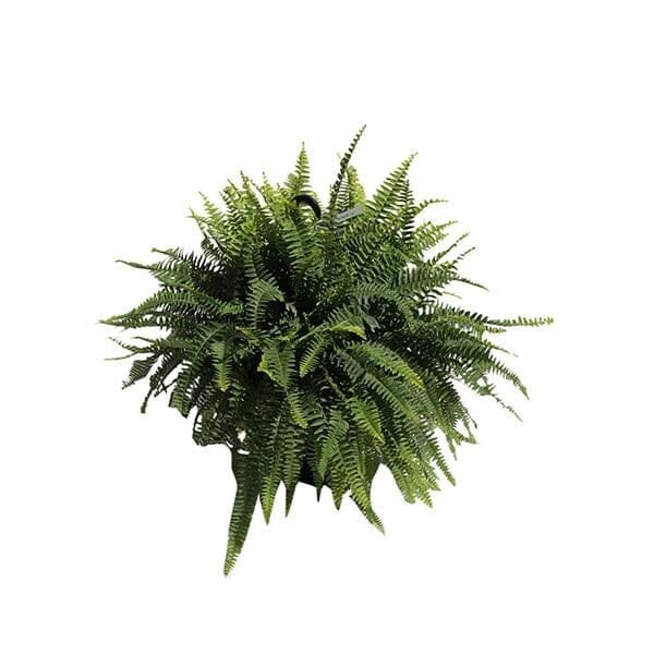 Boston Fern Plant Fruit Trees 115-Orlando Nursery