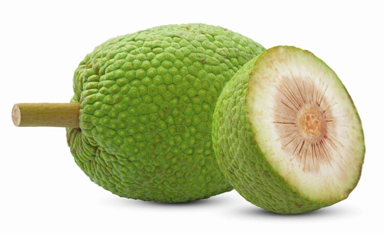 Breadfruit Tree, Air Layered 115-Orlando Nursery