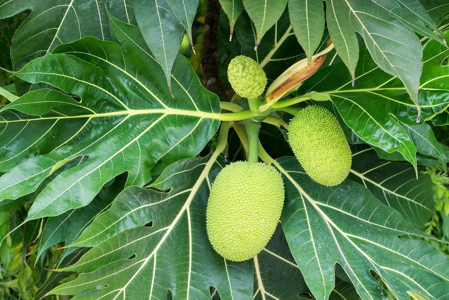 Breadfruit Tree, Air Layered 115-Orlando Nursery