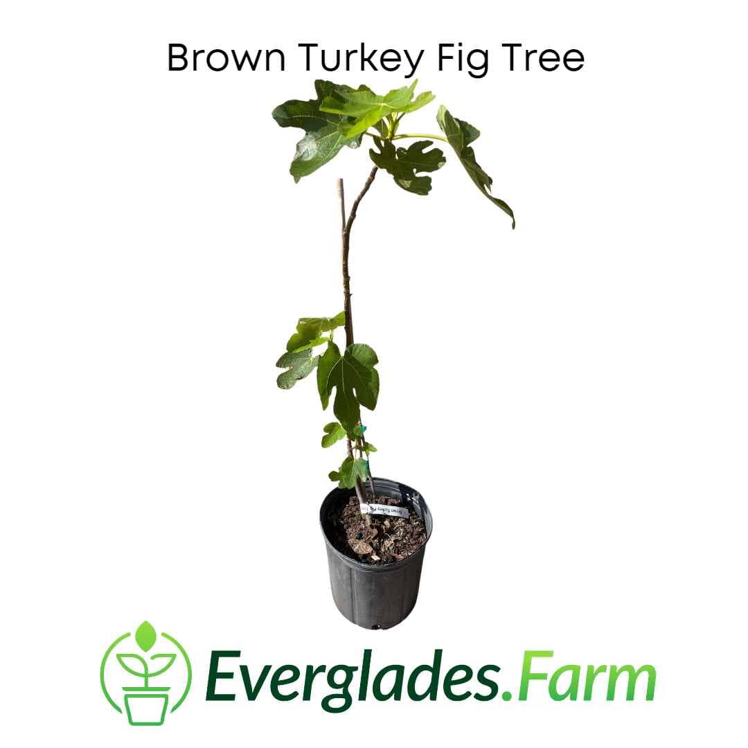 Brown Turkey Fig Tree, Dwarf Fruit Trees 100-Carlos Tropical Fruits