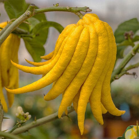 Buddha's Hand Exotic Citrus Tree 113-Brite Leaf Citrus Nursery