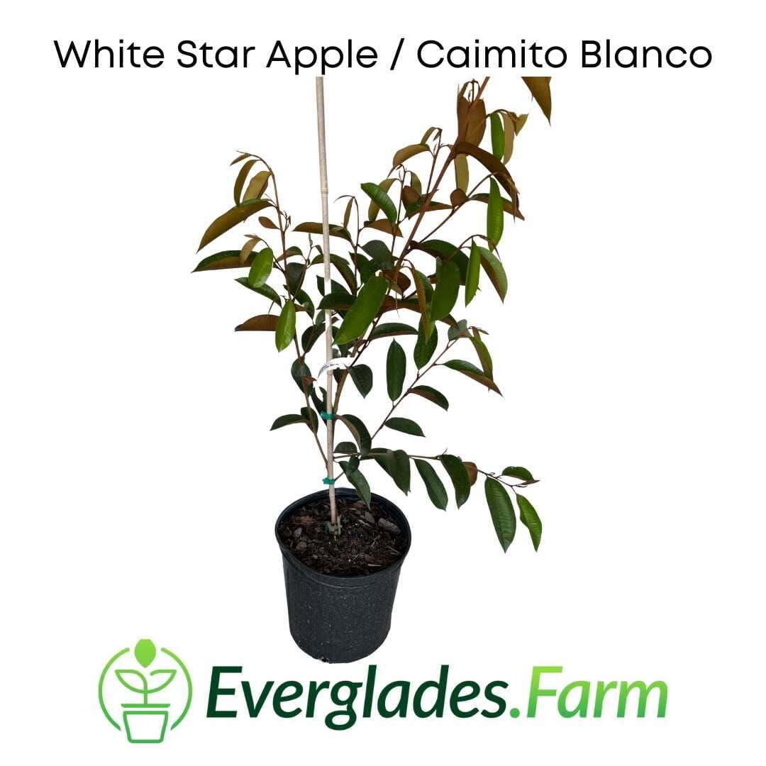 White Star Apple / Caimito Blanco Star Hipolito Fruit Tree Grafted Fruit Trees 100-Carlos Tropical Fruits