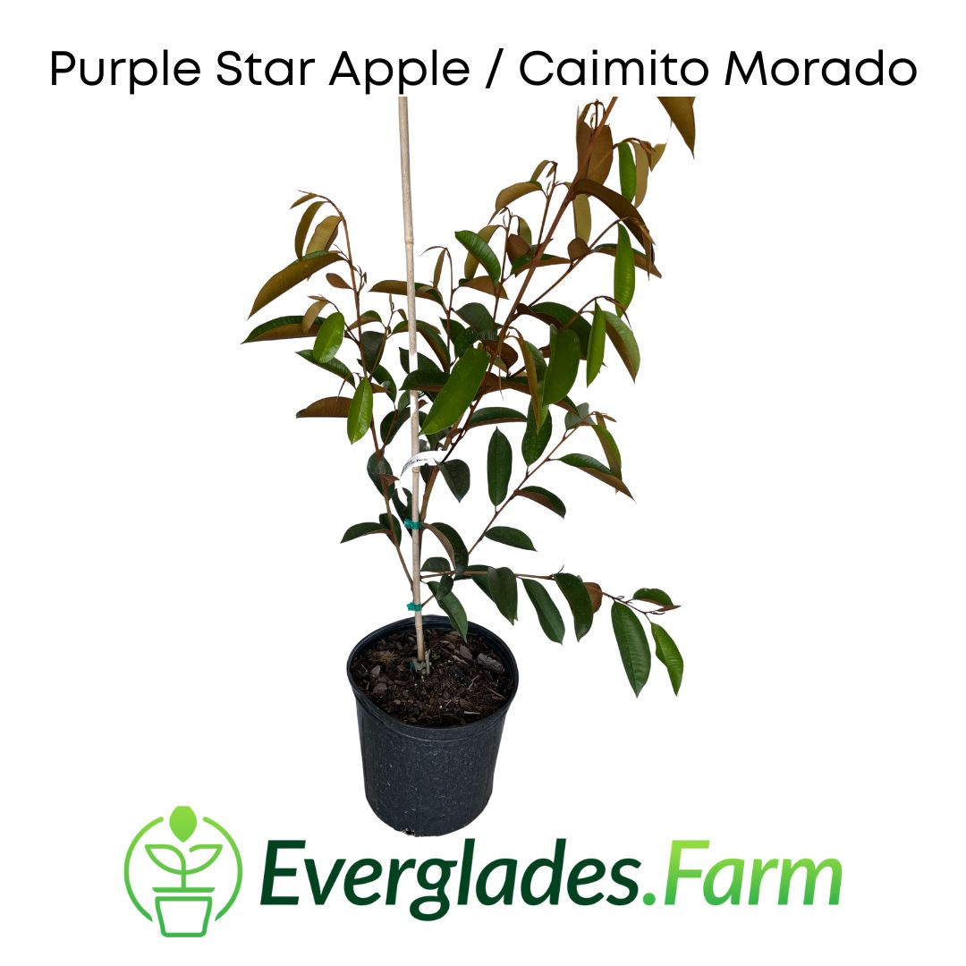 Purple Star Apple / Caimito Morado Grafted