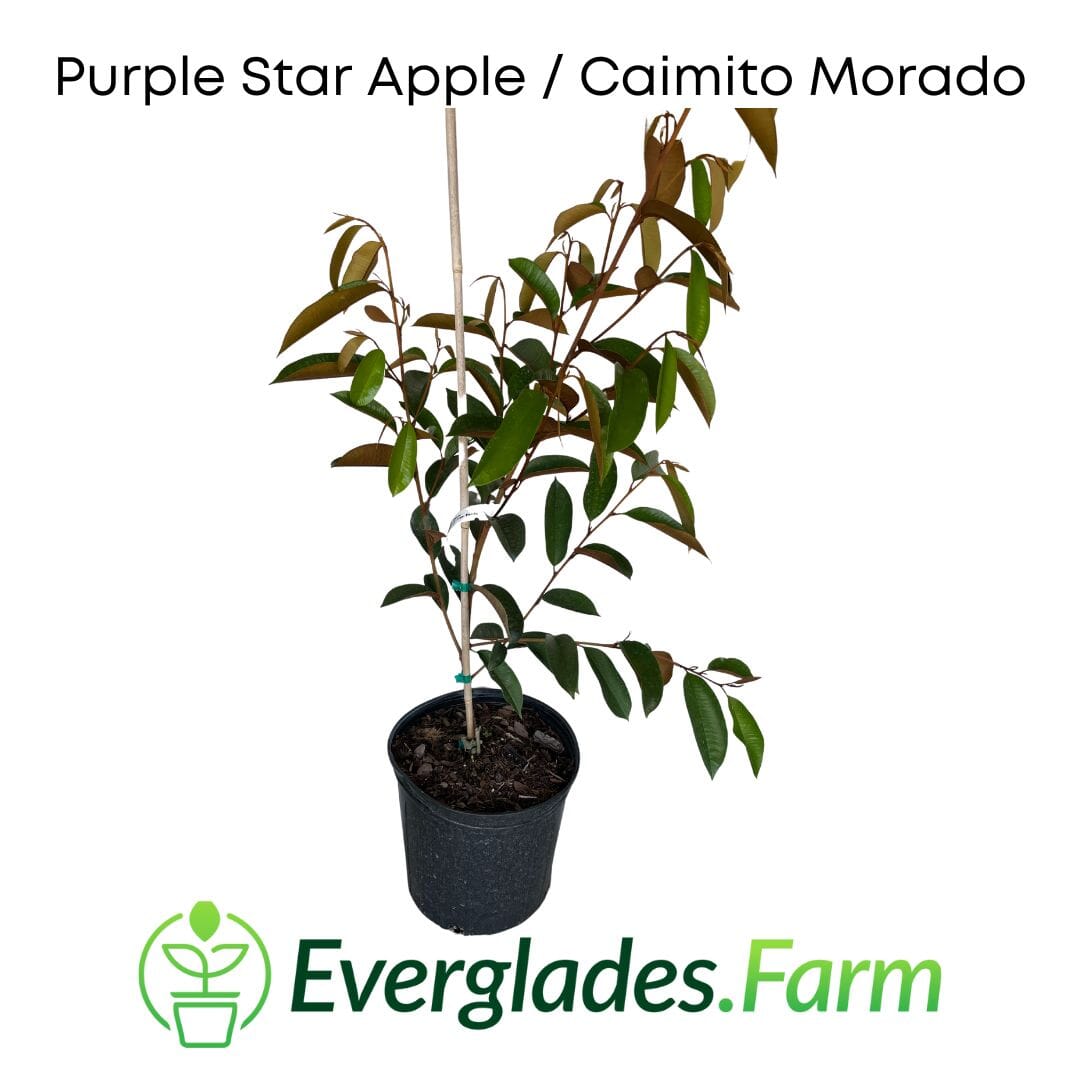 Purple Star Apple / Caimito Morado Grafted Fruit Trees 100-Carlos Tropical Fruits