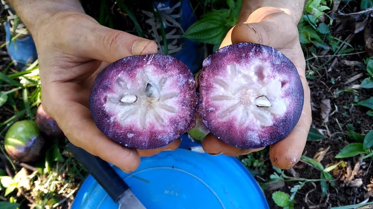 Star Apple Purple Caimito Morado Tree from Seedling Fruit Trees 100-Carlos Tropical Fruits