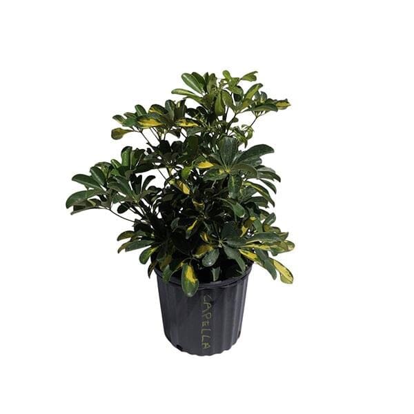 Gold Capella Variegated Schefflera Fruit Trees 115-Orlando Nursery