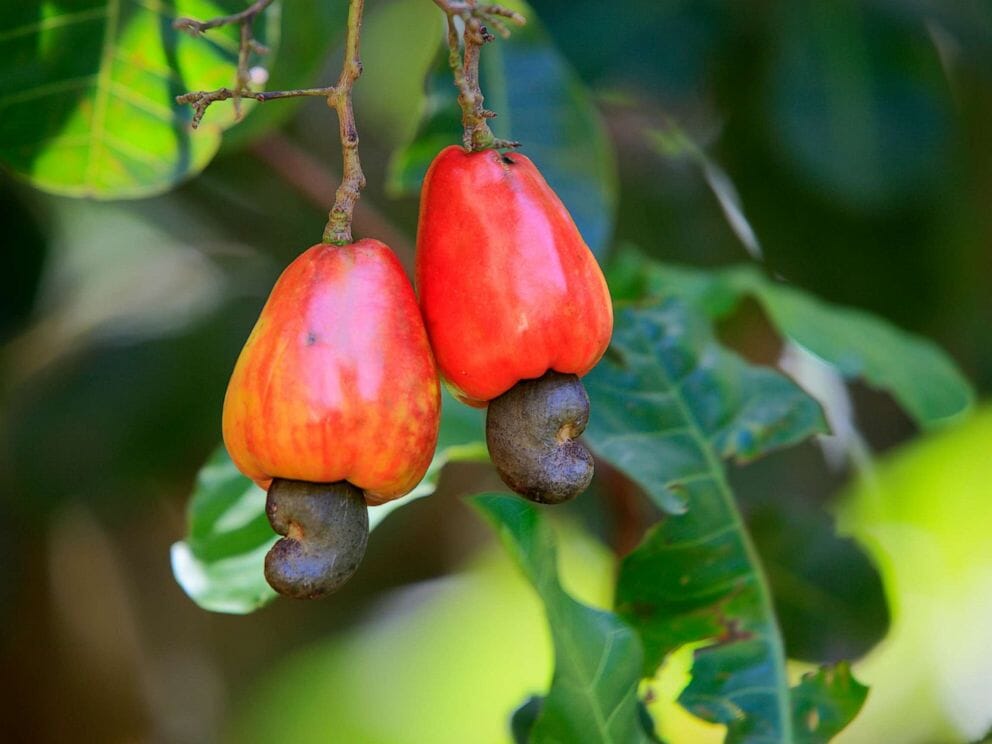 Cashew Tree, Red Fruit Fruit Trees 100-Carlos Tropical Fruits 12-18 inches & 1-gal