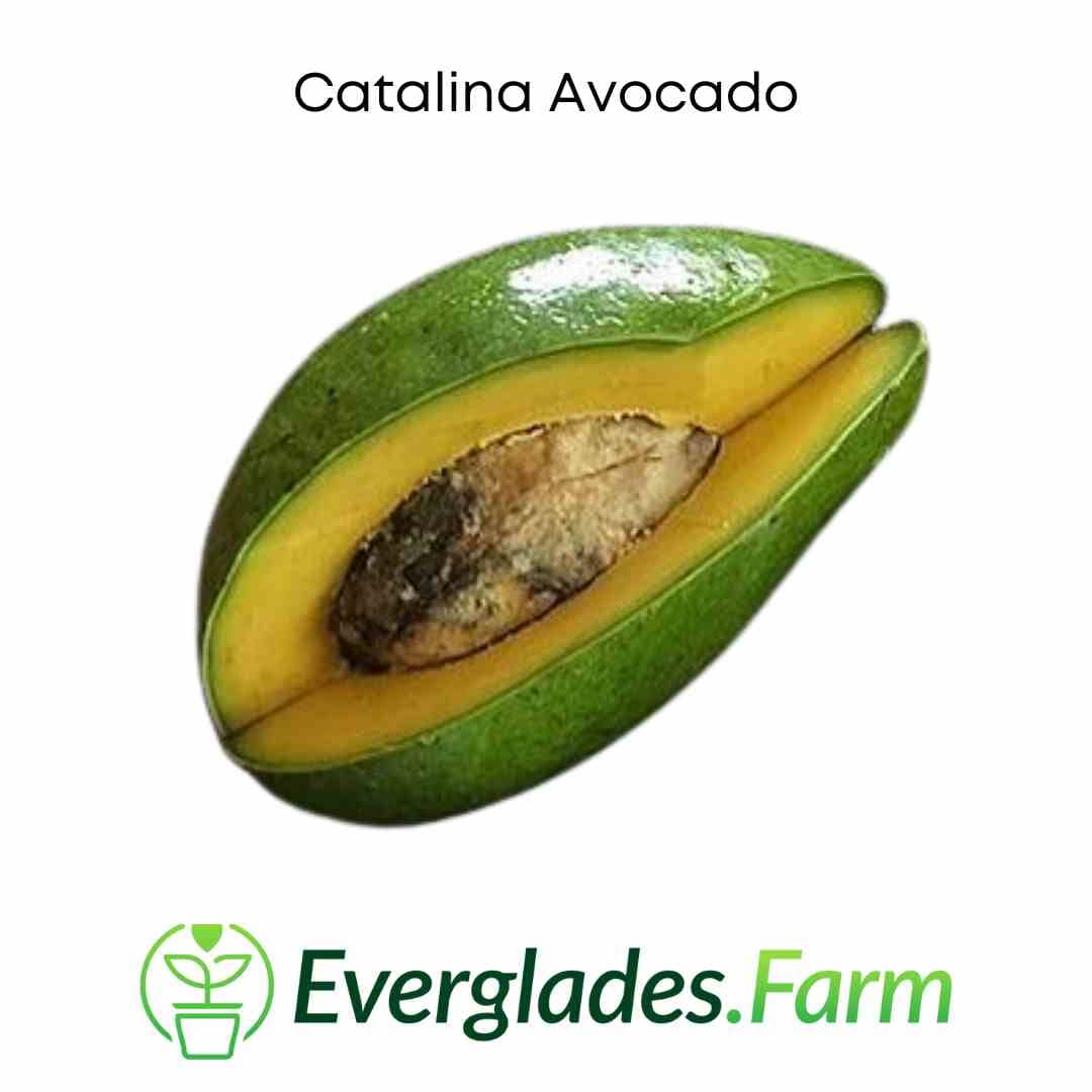 Catalina Avocado Tree, Grafted Fruit Trees 100-Carlos Tropical Fruits 4 feet & 7-gal