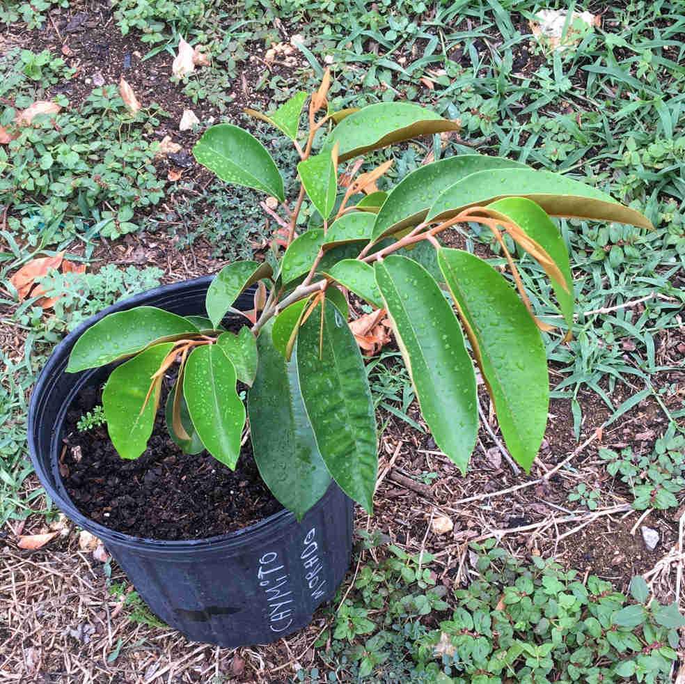 Star Apple Caimito Morado Grafted, 3-gal Container from Florida Fruit Trees Everglades Farm