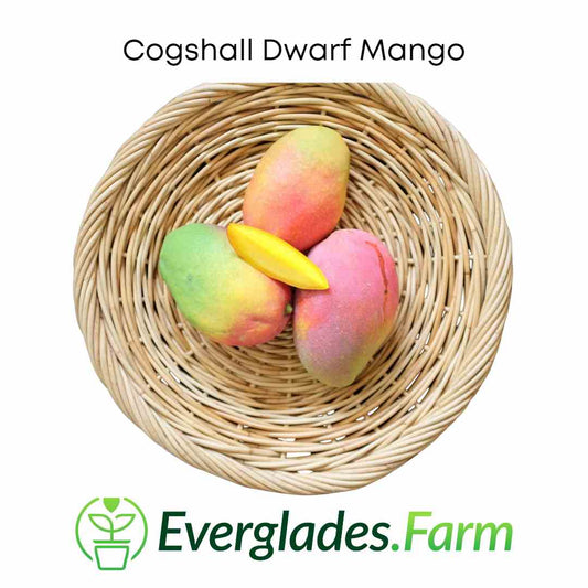Cogshall Mango Tree Dwarf, Grafted Fruit Trees 100-Carlos Tropical Fruits 12-18 inches & 1-gal