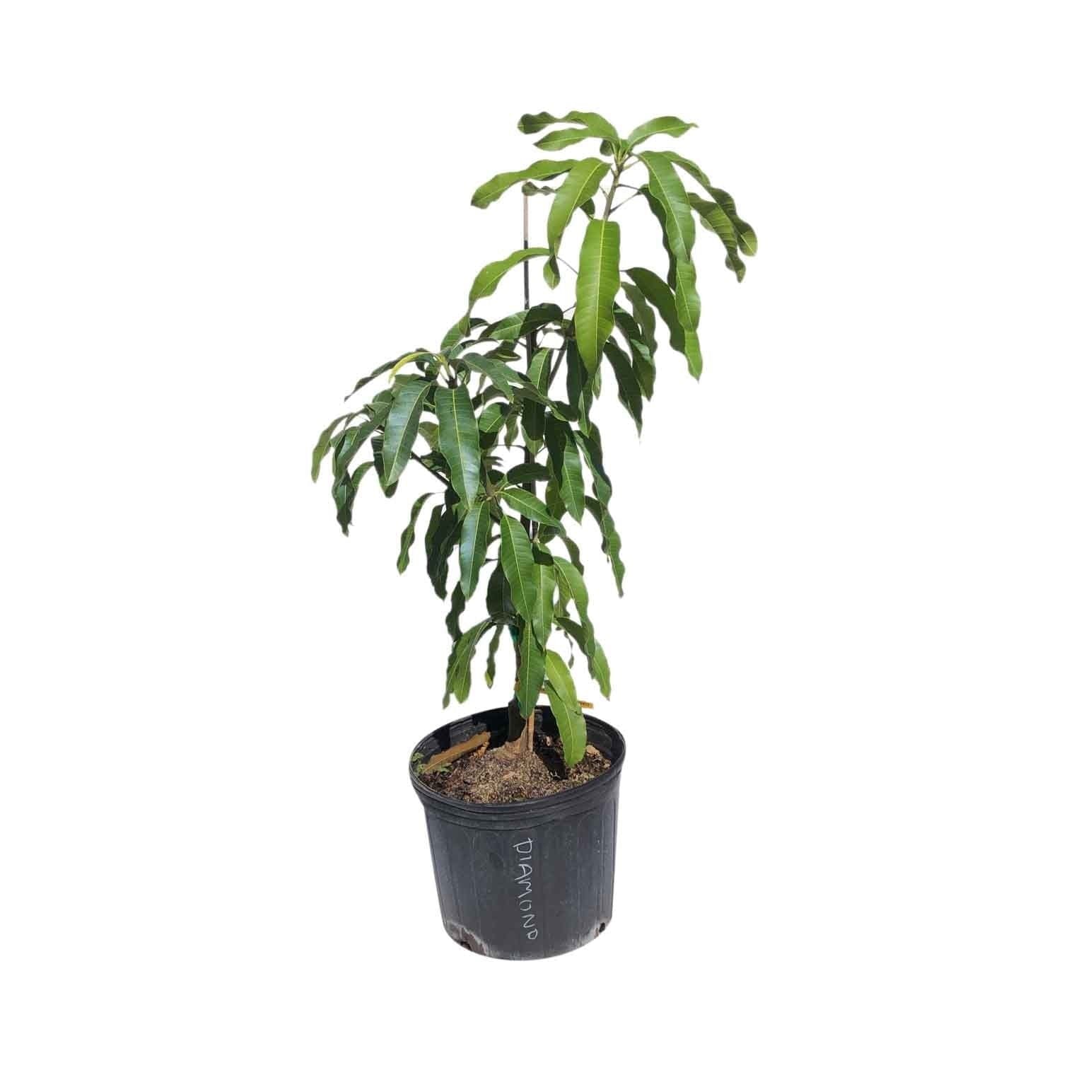 Diamond Mango Tree, Grafted 102-Zill High Performance Plants 2-3 feet & 3-gal