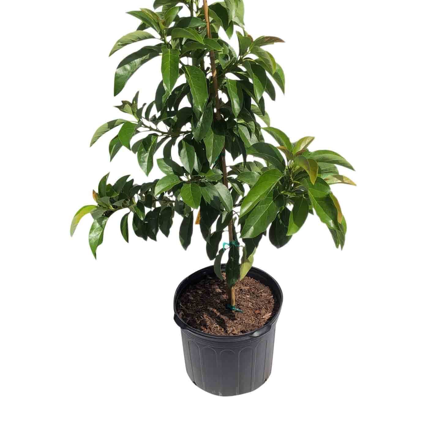 Donnie Avocado Tree Grafted Fruit Trees 100-Carlos Tropical Fruits