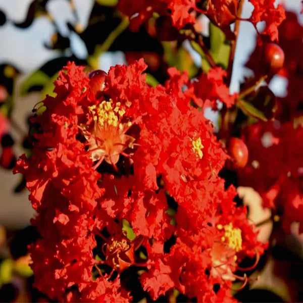 Dynamite Crape Myrtle Plant 124-Liner Source Inc.