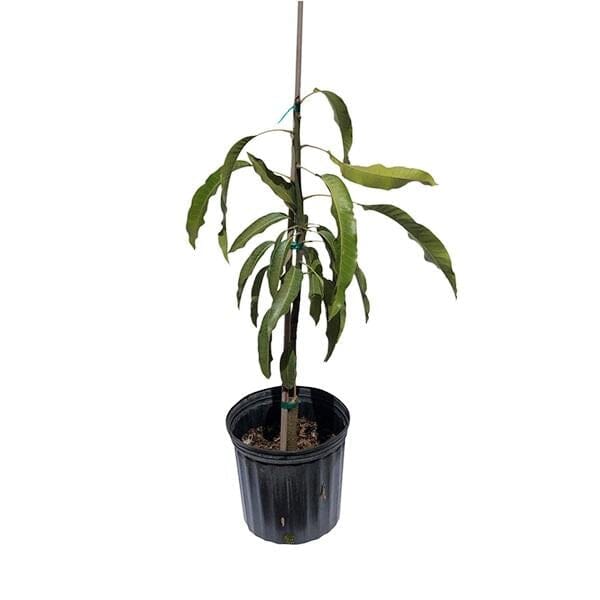 East Indian Mango Tree Grafted Fruit Trees 102-Zill High Performance Plants