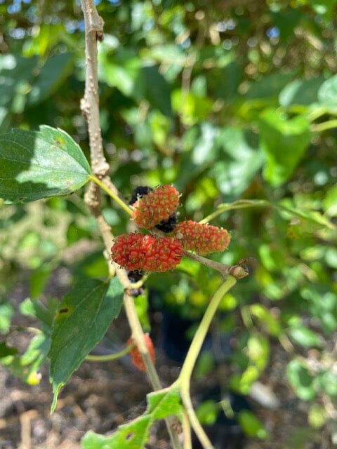Mulberry Dwarf Everbearing Tree Fruit Trees 118-Agri-Starts Inc