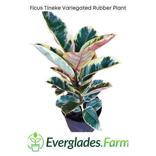 Ficus Tineke Variegated Rubber Tree Everglades Farm
