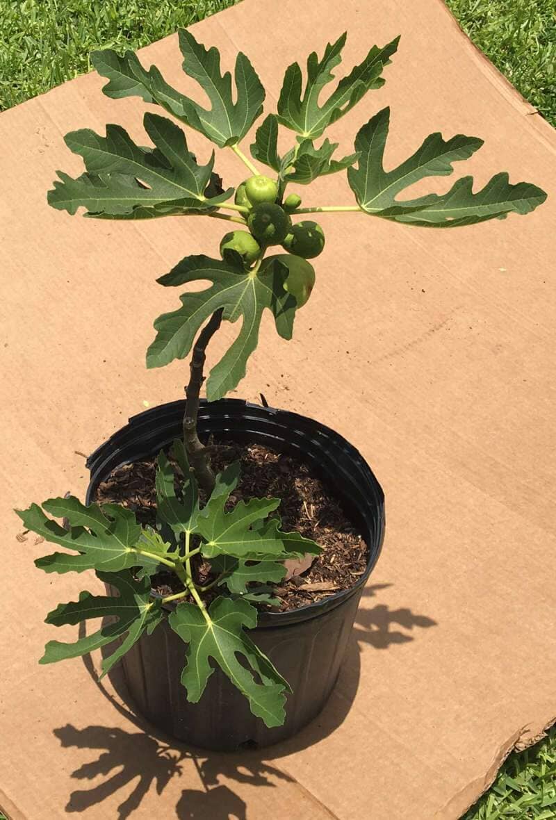 Olympian Fig Tree Dwarf Fruit Trees 102-Zill High Performance Plants