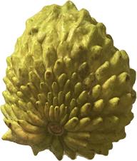 Sugar Apple, Green Fruit, Annona Squamosa Tree, 3-gal Container from Florida Fruit Trees Everglades Farm