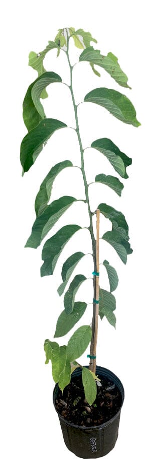 Atemoya Geffner Fruit Tree, Grafted 100-Carlos Tropical Fruits