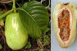 Giant Granadilla Plant 111-Lalo Melo