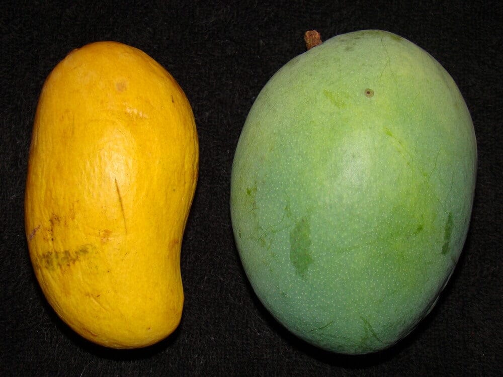 Gold Nugget Mango Tree, Grafted Fruit Trees 111-Lalo Melo