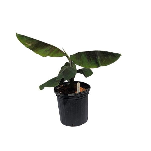Goldfinger Banana Musa FHIA-1 - The Resilient Delight Fruit Trees 109-Going Bananas
