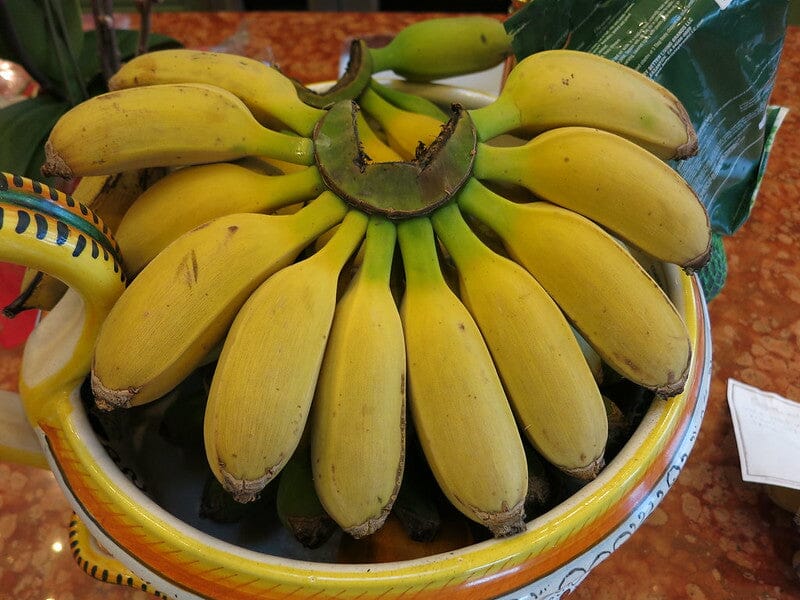 Goldfinger Banana Musa FHIA-1 - The Resilient Delight Fruit Trees 109-Going Bananas