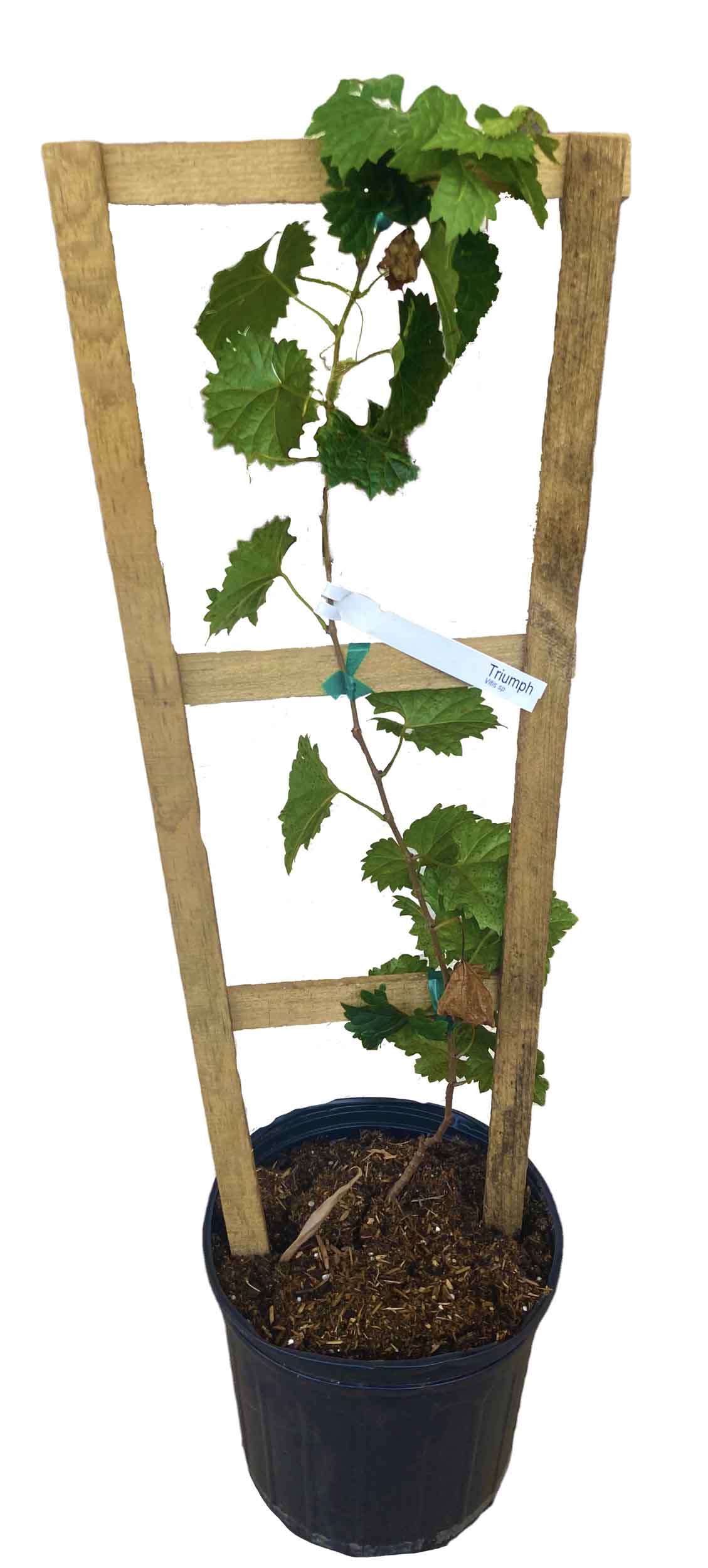 Carlos Muscadine Grape Vine - Vitis rotundifolia 103-Pine Island Nursery