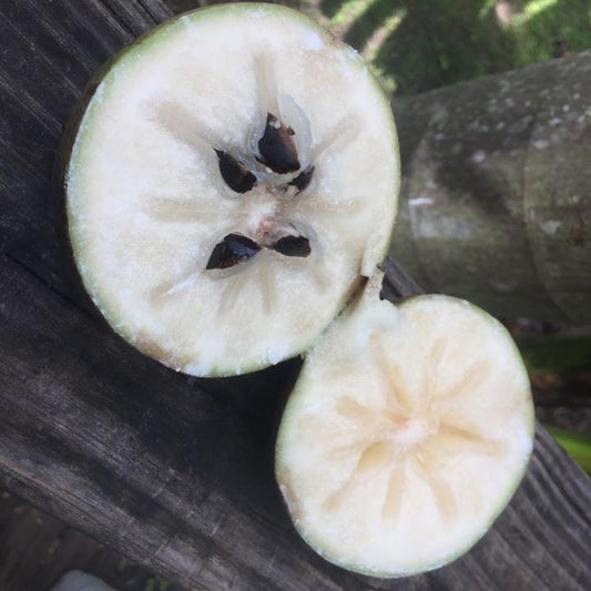 White Star Apple / Caimito Blanco Star Hipolito Fruit Tree Grafted Fruit Trees 100-Carlos Tropical Fruits