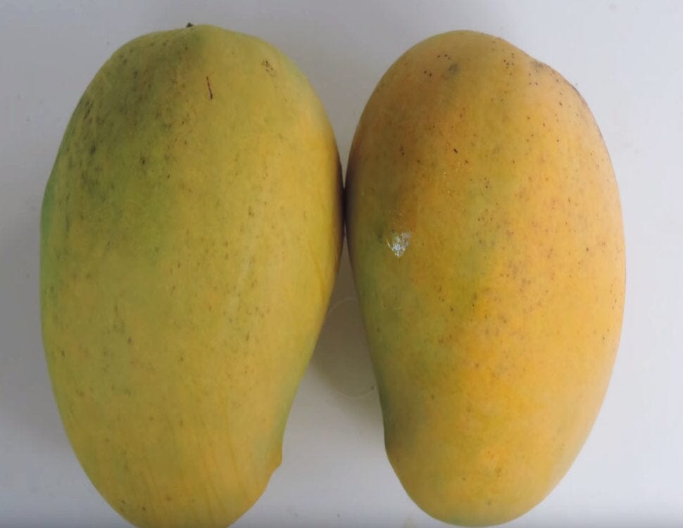 Gua Mango Dwarf (Guava Variety) Tree, Grafted 102-Zill High Performance Plants