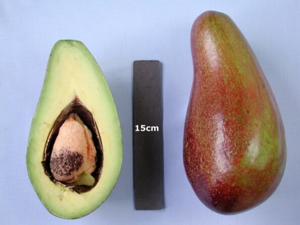 Hardee Avocado Tree Grafted Fruit Trees 110-Guacalina Nursery & Broker