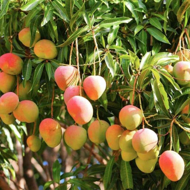 Suvarnarekha Mango Tree, Grafted Fruit Trees 102-Zill High Performance Plants