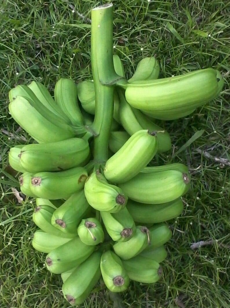 Hua Moa, Hawaiian Plantain Plant Fruit Trees 103-Pine Island Nursery