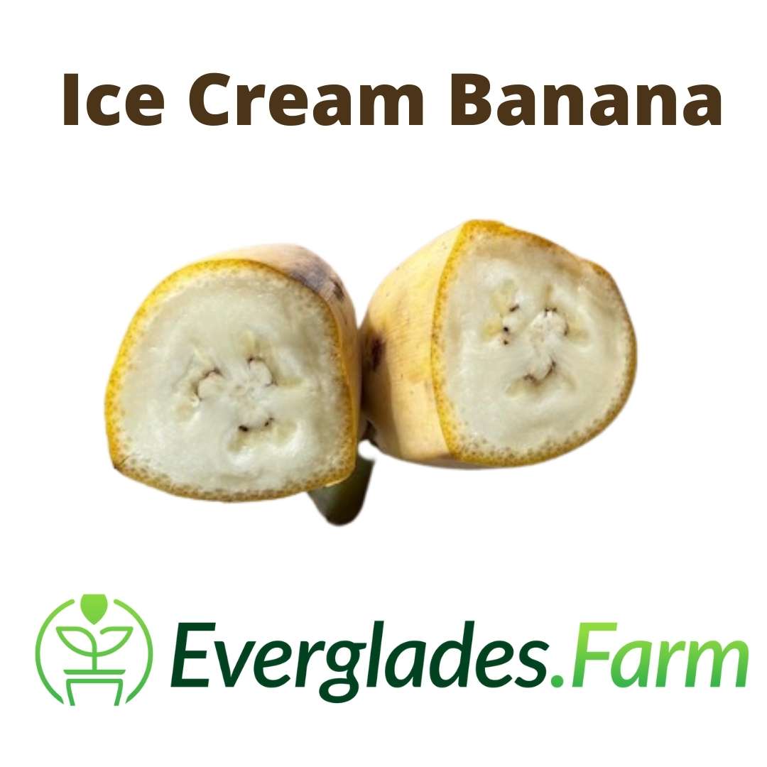 Blue Java Banana Tree for Sale in Florida | Ice Cream Banana Plant