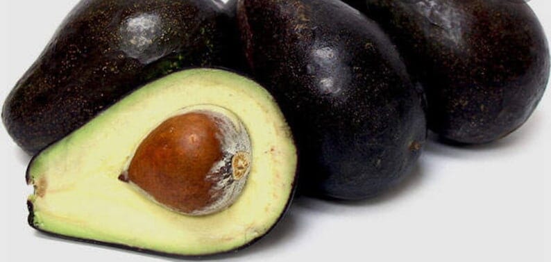 Oro Negro Black Gold Avocado Tree, Grafted Fruit Trees 102-Zill High Performance Plants