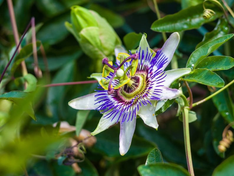Yellow Passion Fruit Vine, Maracuya Amarillo for sale from Florida Fruit Trees 118-Agri-Starts Inc