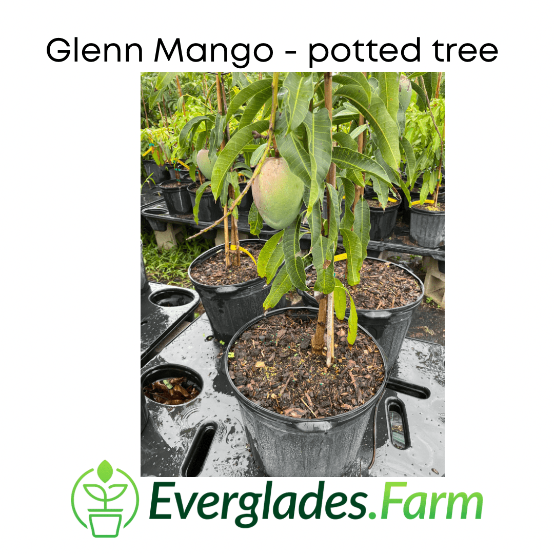 Glenn Mango Tree, Grafted Fruit Trees 100-Carlos Tropical Fruits