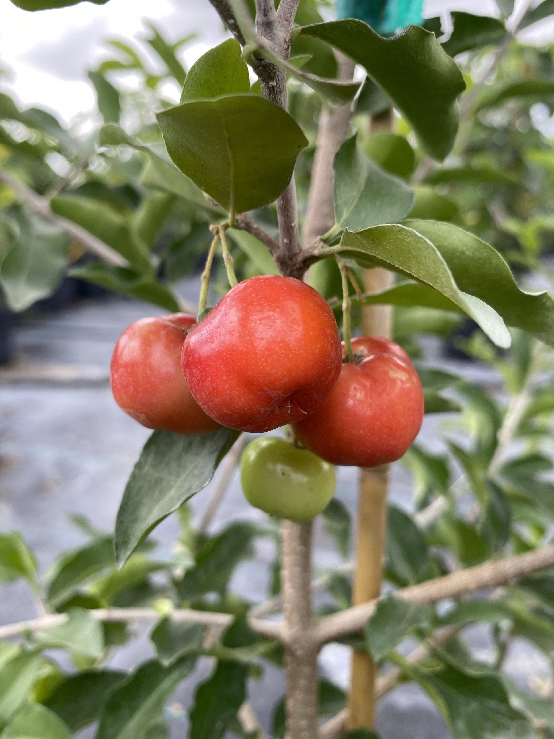 Barbados Cherry, Acerola, Guyana Cherry Tree, 3-gal Container from Florida Fruit Trees Everglades Farm