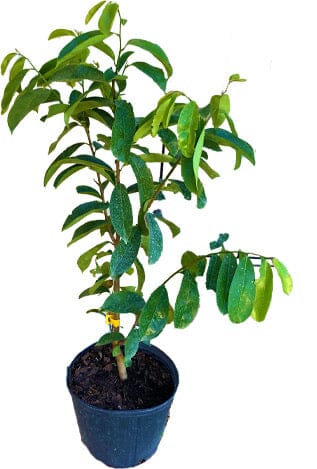 Miami Soursop Guanabana from Seedlings Fruit Tree Fruit Trees 100-Carlos Tropical Fruits